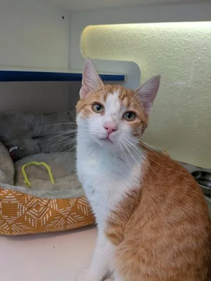 An adult small-sized male Domestic Short Hair cat named Smaug for adoption in Divide, CO