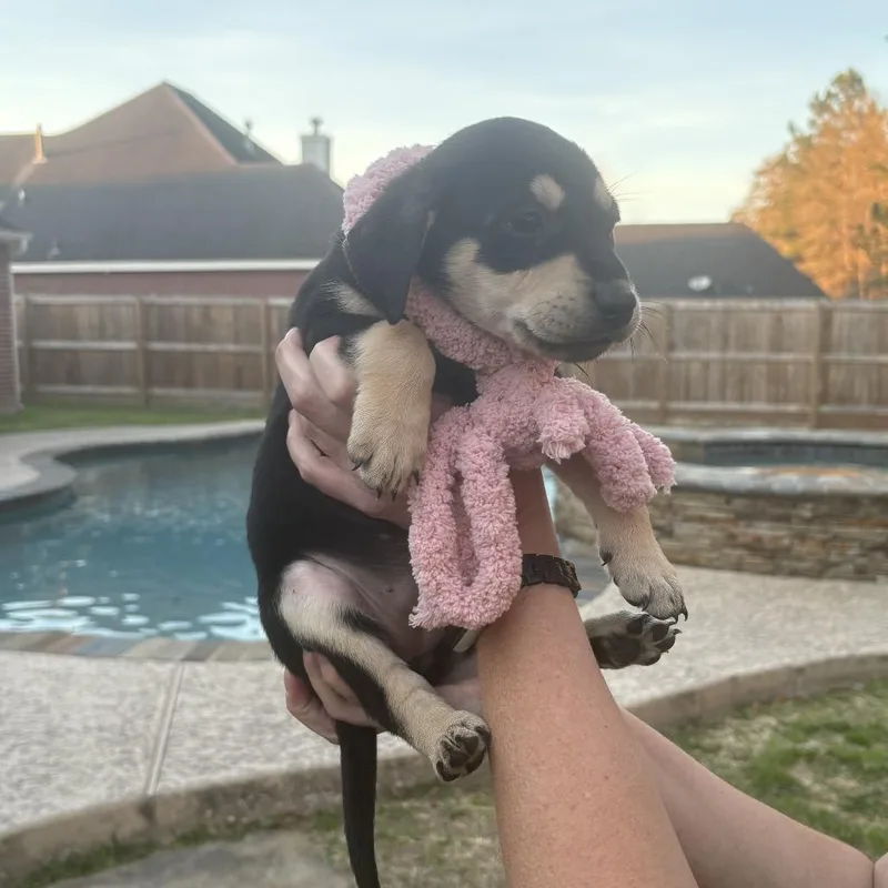 Ross   Puppies thumbnail 2