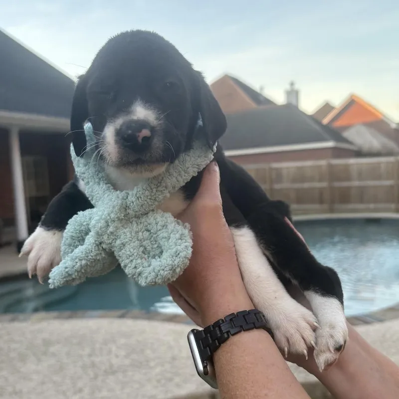 Ross   Puppies thumbnail 3