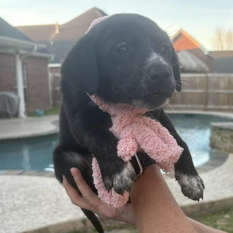 Ross   Puppies thumbnail 4