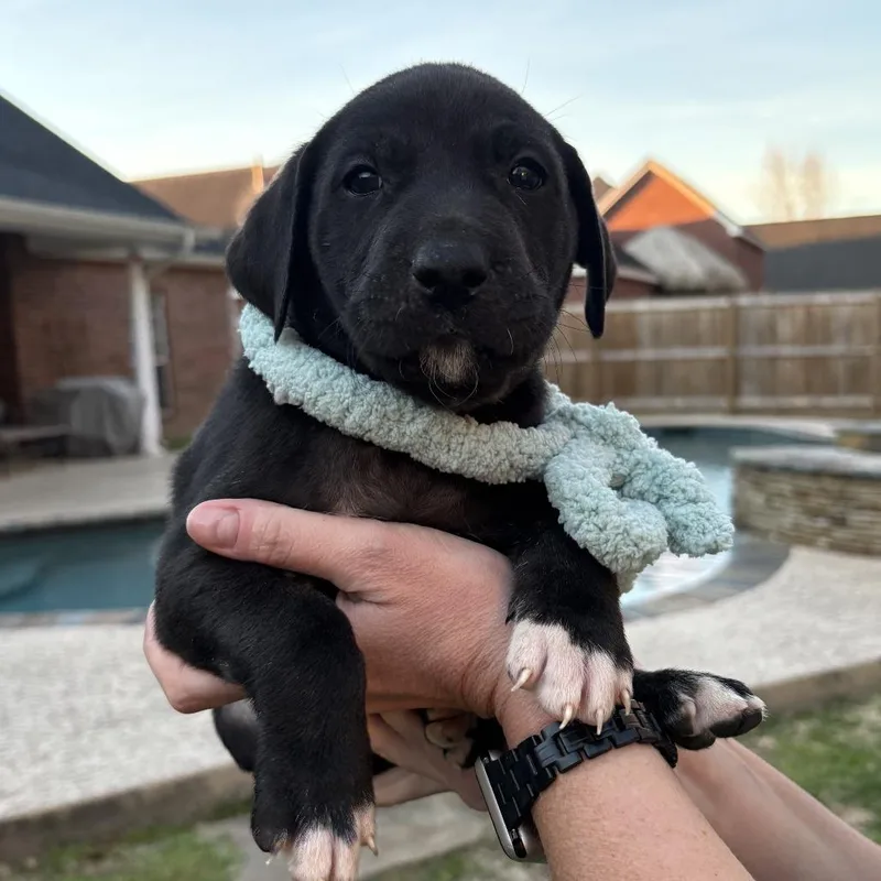 Ross   Puppies thumbnail 5