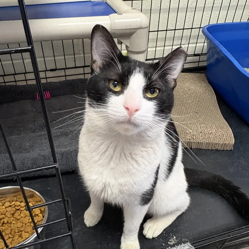 A young medium-sized male Black & White / Tuxedo Domestic Short Hair cat named Sal for adoption in Wantagh, NY