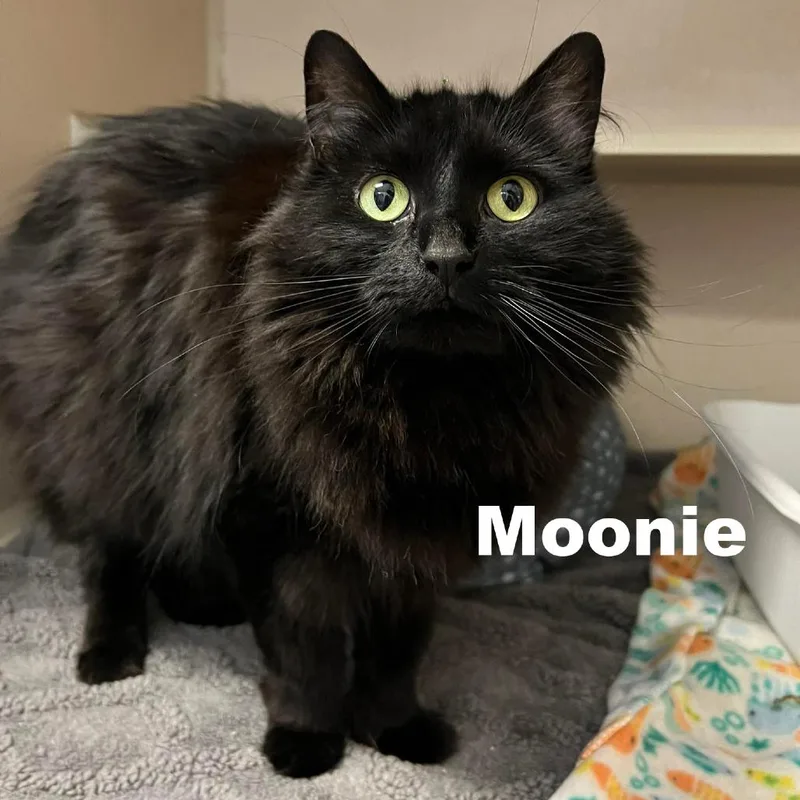 Moonie