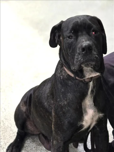 An adult large-sized female Cane Corso dog named Luna for adoption in Los Angeles, CA