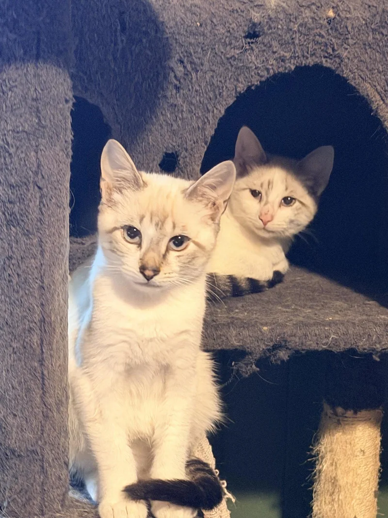 A young medium-sized male Gray / Blue / Silver Domestic Short Hair cat named Casper & Greg for adoption in Rochester, NY
