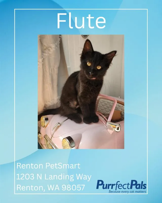 A young medium-sized female Black Domestic Medium Hair cat named Flute for adoption in Arlington, WA