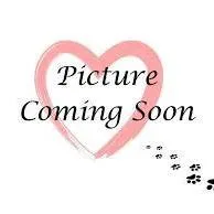 An adult medium-sized female Black Cardigan Welsh Corgi dog named Sadie D for adoption in Lebanon, TN