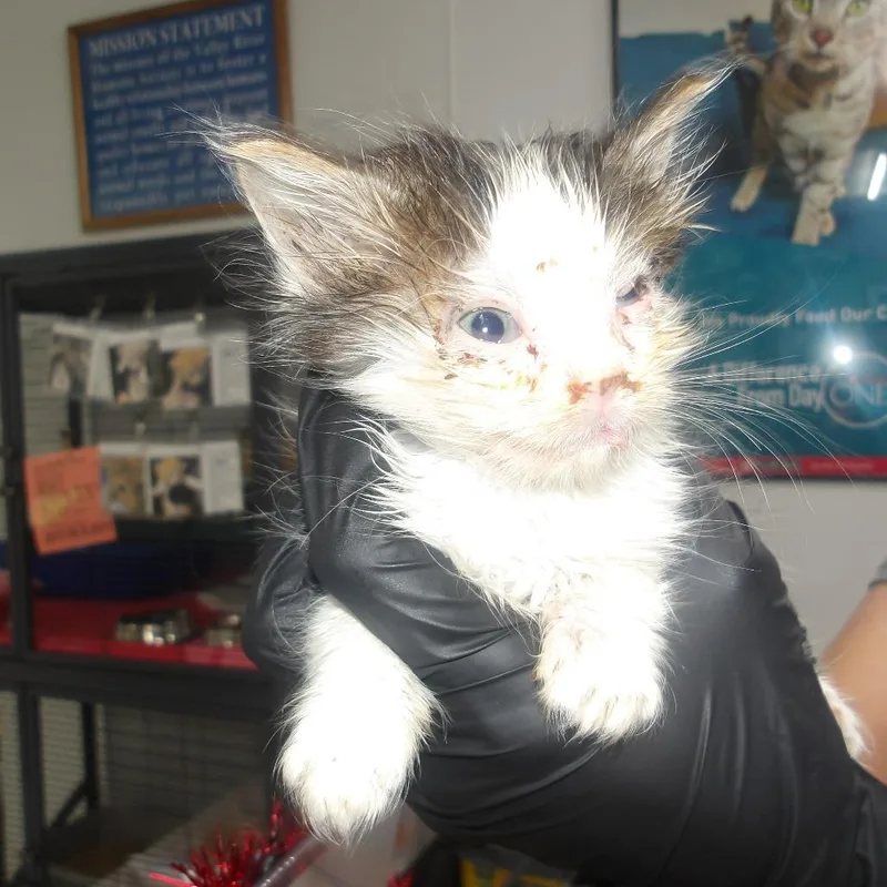 A baby small-sized male Brown / Chocolate Domestic Short Hair cat named Quentin for adoption in Marble, NC