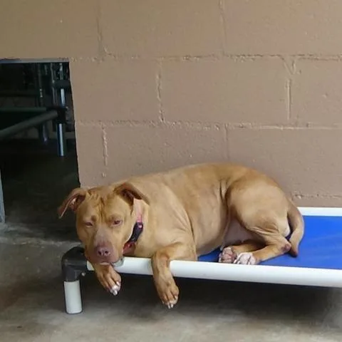 A senior medium-sized female Red / Chestnut / Orange American Staffordshire Terrier dog named Luna Luvpit for adoption in Newport, TN