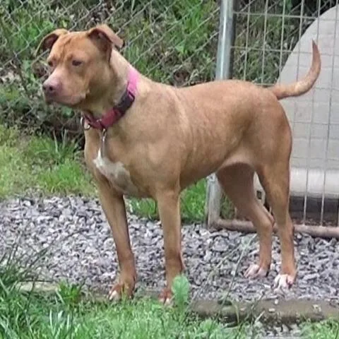 Luna Luvpit thumbnail 2