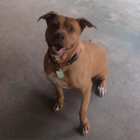 Luna Luvpit thumbnail 3