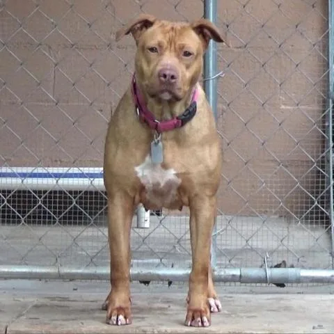 Luna Luvpit thumbnail 4