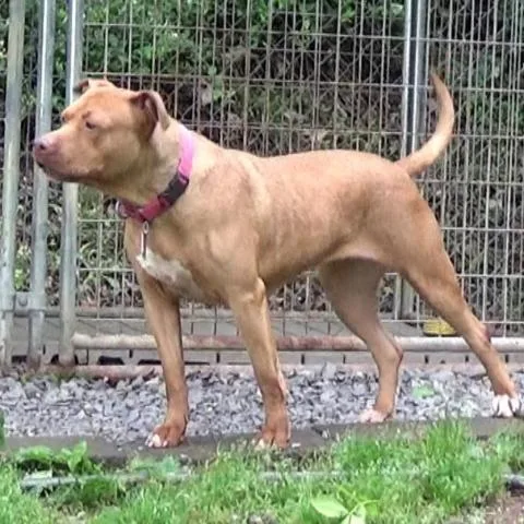 Luna Luvpit thumbnail 5