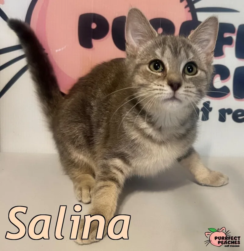 A baby medium-sized female Domestic Short Hair cat named Salina for adoption in Douglasville, GA