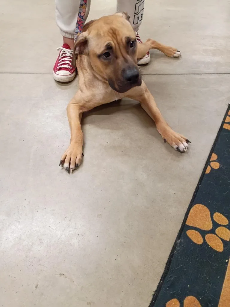 A young medium-sized female American Staffordshire Terrier dog named Nala for adoption in Pierceton, IN