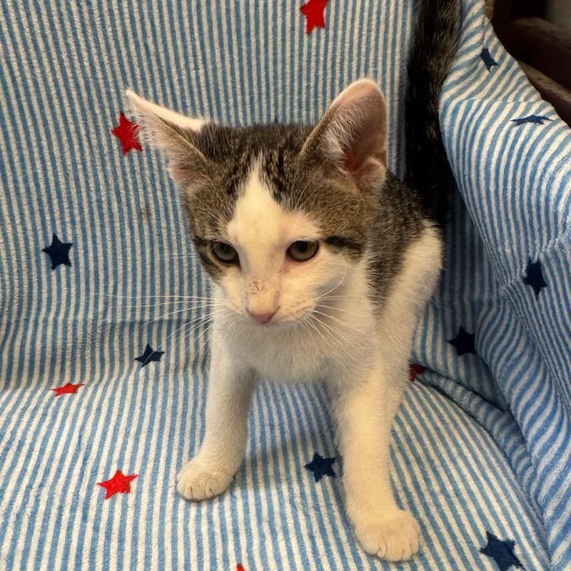A baby small-sized male White Domestic Short Hair cat named Britches for adoption in Kittanning, PA