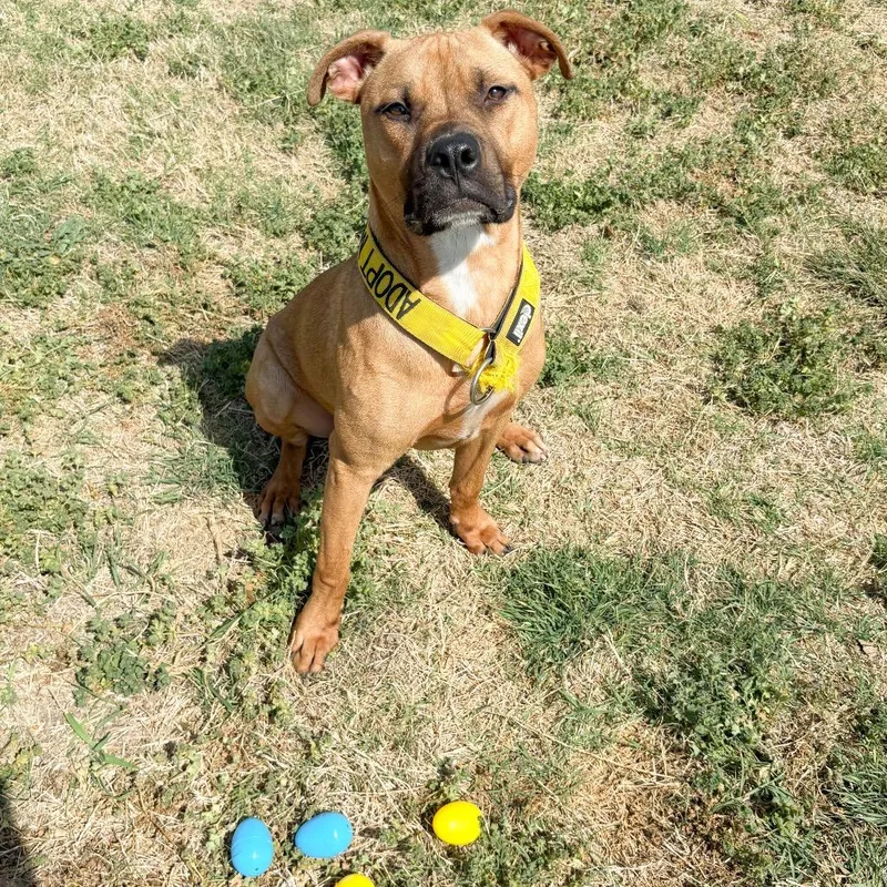 A young medium-sized male Red / Chestnut / Orange Boxer dog named Odie for adoption in Norman, OK