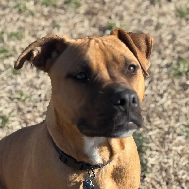 Odie thumbnail 2