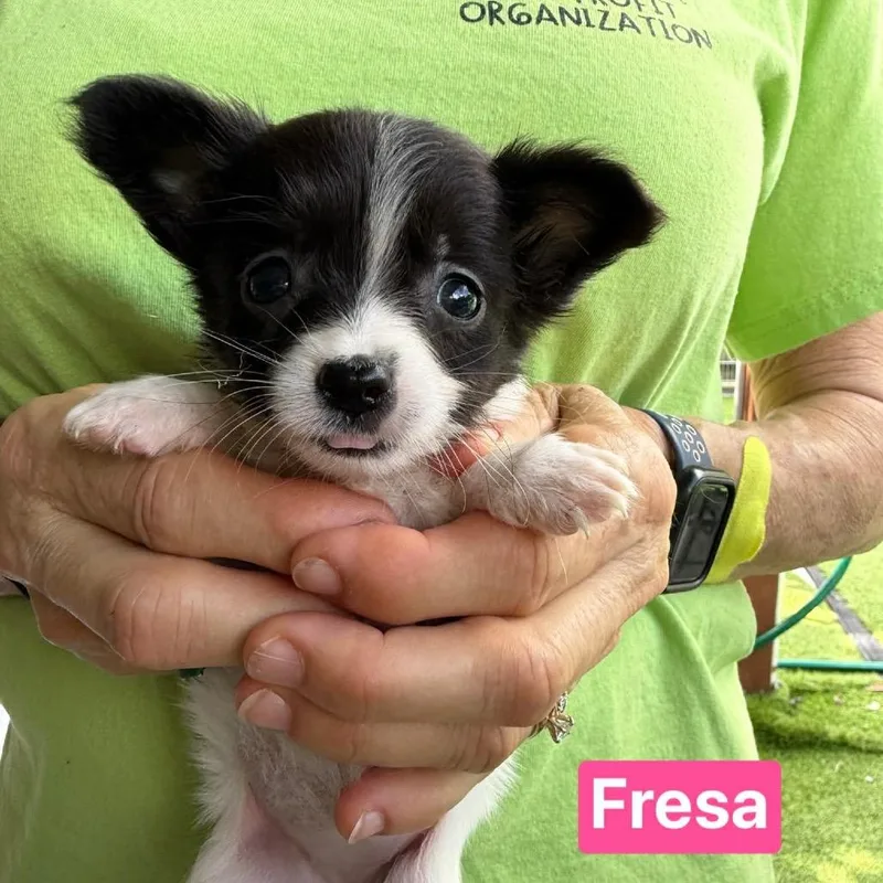 A baby small-sized female White / Cream Chihuahua dog named Fresa for adoption in Tampa, FL