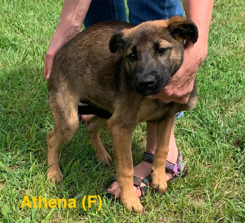 Athena