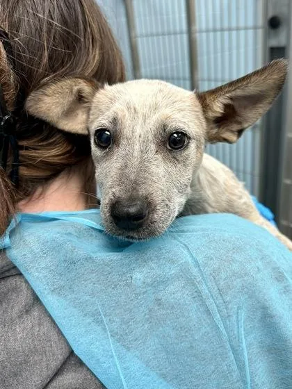 A baby medium-sized female Red / Chestnut / Orange Mixed Breed dog named Red Bird for adoption in Wichita, KS