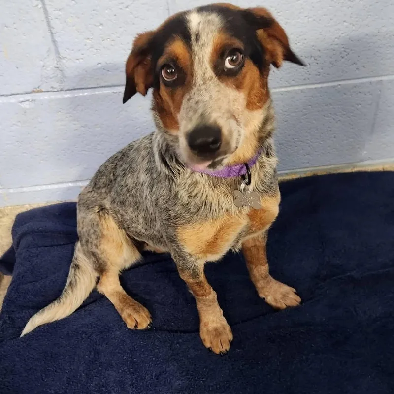 An adult medium-sized female Gray / Blue / Silver Beagle dog named Goldie for adoption in Falls Church, VA