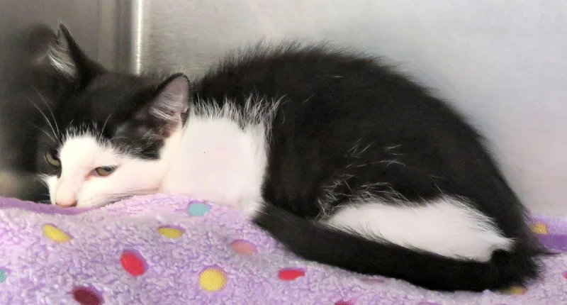 A baby medium-sized female Black Domestic Short Hair cat named Maple for adoption in Lexington, VA