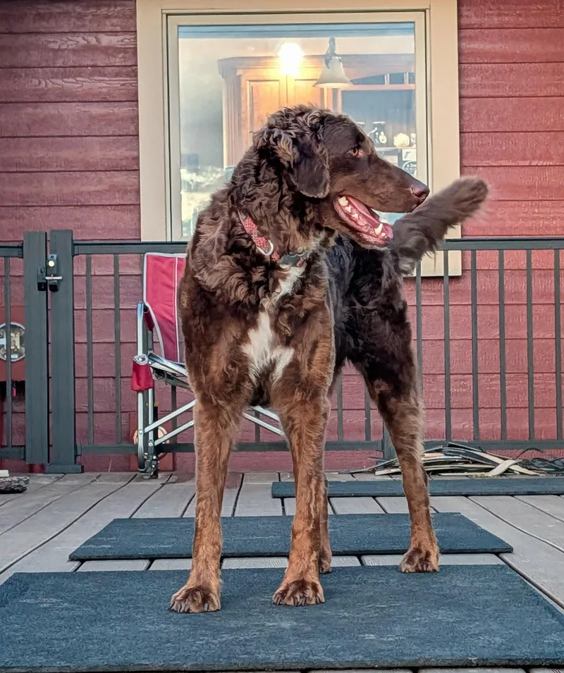 An adult large-sized female Bernese Mountain Dog dog named Rue for adoption in Sioux Falls, SD