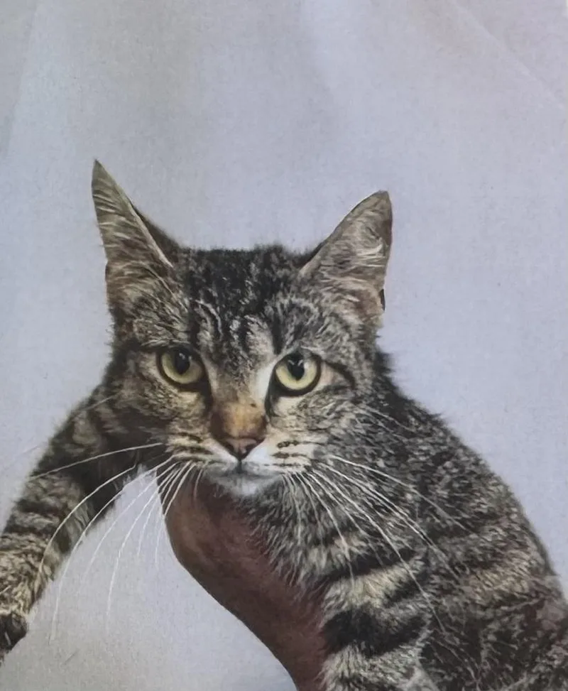 A young medium-sized female Domestic Short Hair cat named Pear for adoption in Fort Madison, IA