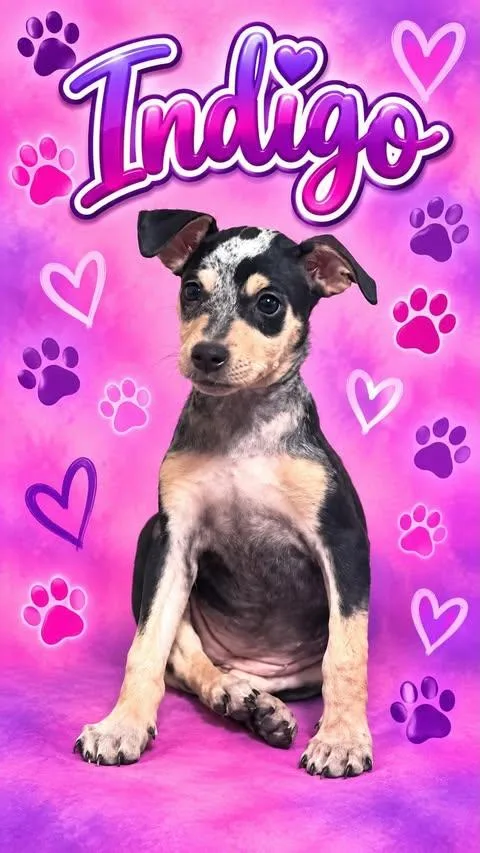 A baby small-sized male Gray / Blue / Silver Mixed Breed dog named Indigo for adoption in Wichita Falls, TX