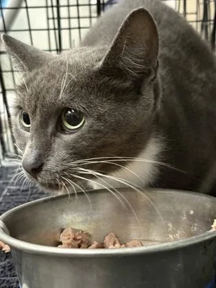 An adult small-sized female Domestic Short Hair cat named Zola for adoption in Gainesville, FL