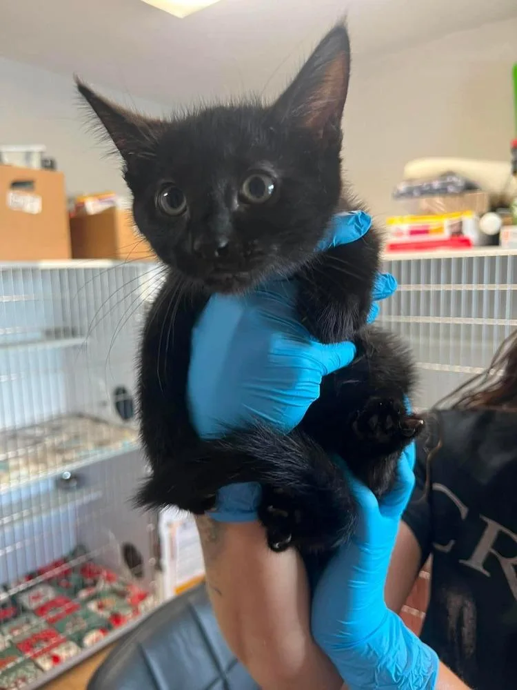 A baby medium-sized male Black & White / Tuxedo Domestic Short Hair cat named Tide for adoption in Bolivar, MO