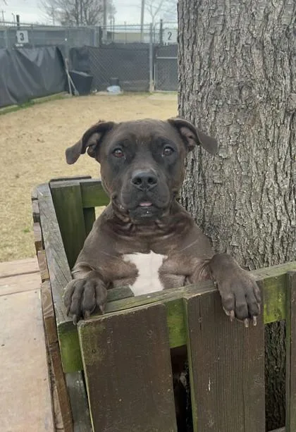 An adult medium-sized female Mixed Breed dog named Darla for adoption in Memphis, TN