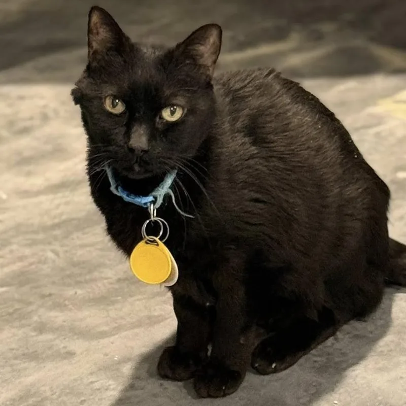 A senior small-sized male Black Domestic Short Hair cat named Viggo for adoption in Tucson, AZ