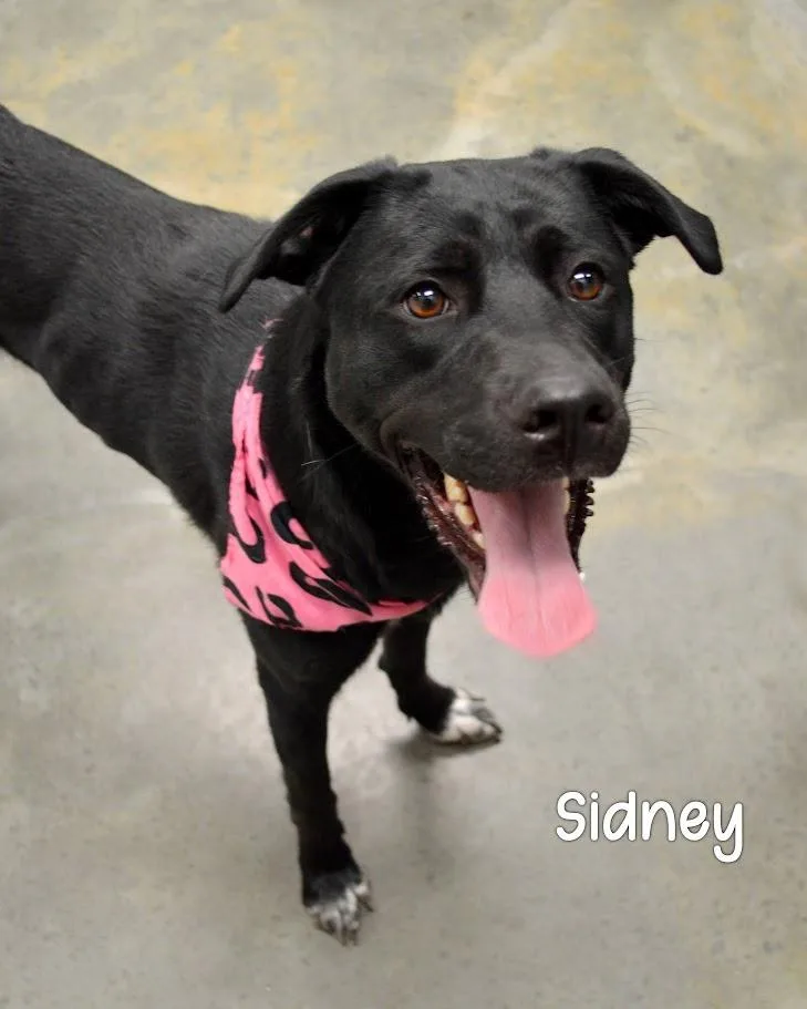 Sidney thumbnail 2