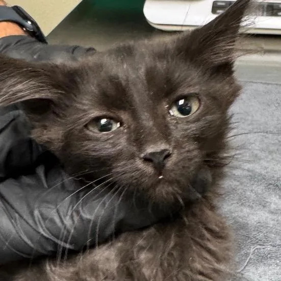 A baby small-sized male Black Domestic Long Hair cat named Cyrax for adoption in Lakewood, CO
