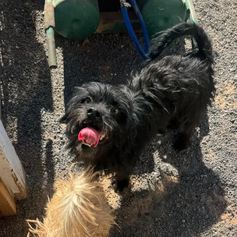 An adult small-sized male Black Terrier dog named Carlos for adoption in Phoenix, AZ