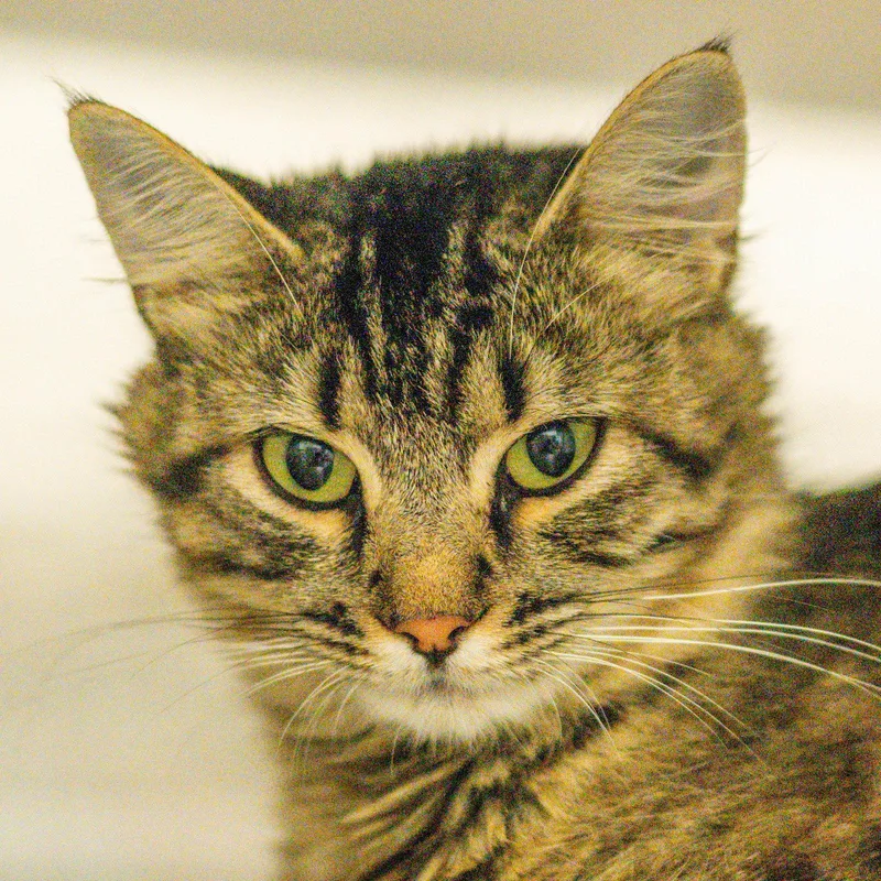 An adult small-sized female Domestic Medium Hair cat named Razzmatazz for adoption in Hilton Head Island, SC