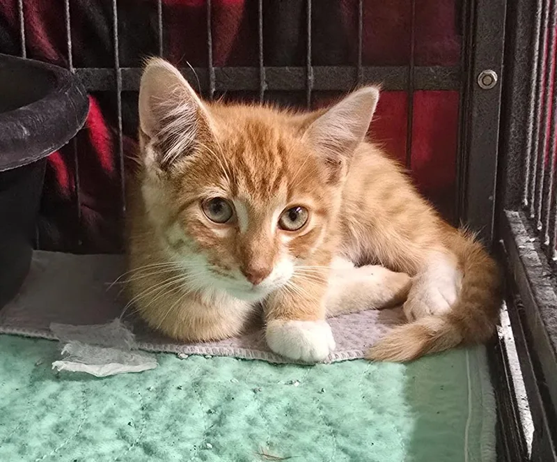 Colby Jack