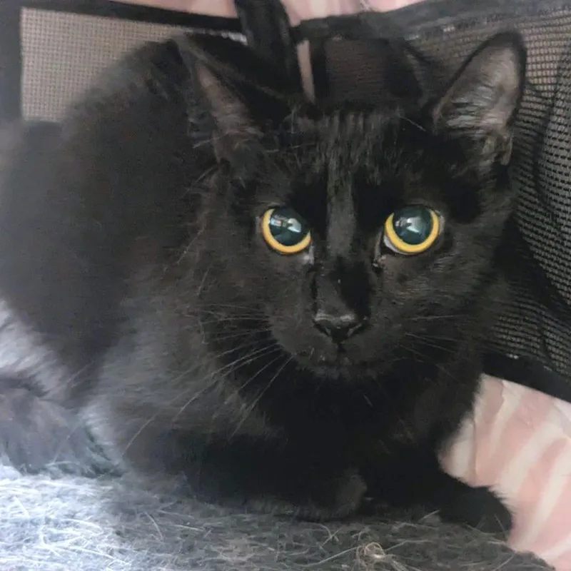 A young medium-sized female Black Domestic Medium Hair cat named Pineapple for adoption in Providence, RI
