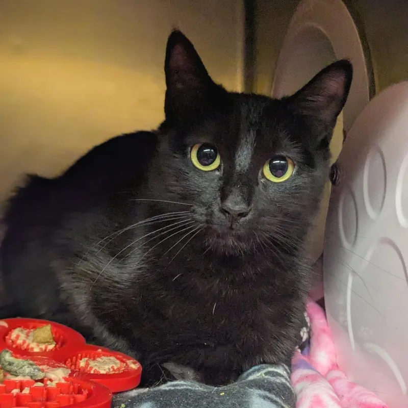 Pineapple thumbnail 2