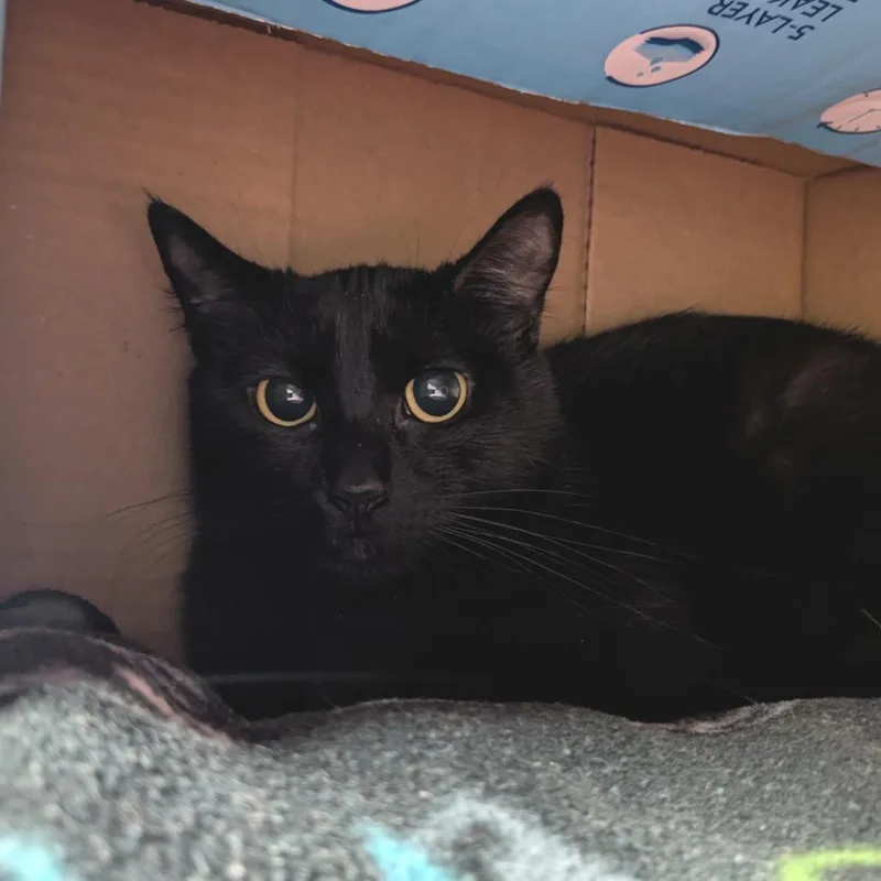 Pineapple thumbnail 3