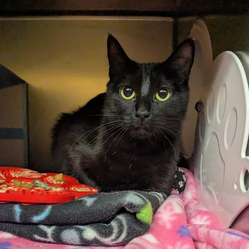 Pineapple thumbnail 4