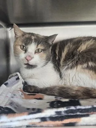 An adult medium-sized female Domestic Short Hair cat named Indigo for adoption in Mount Pleasant, IA