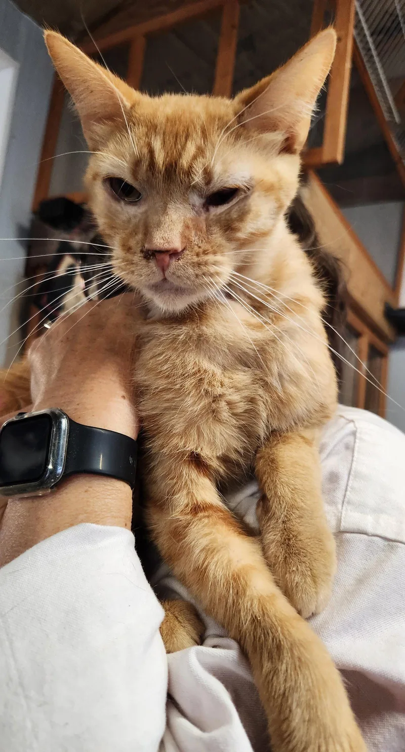 An adult medium-sized male Orange / Red Domestic Short Hair cat named Lance for adoption in Crossville, TN