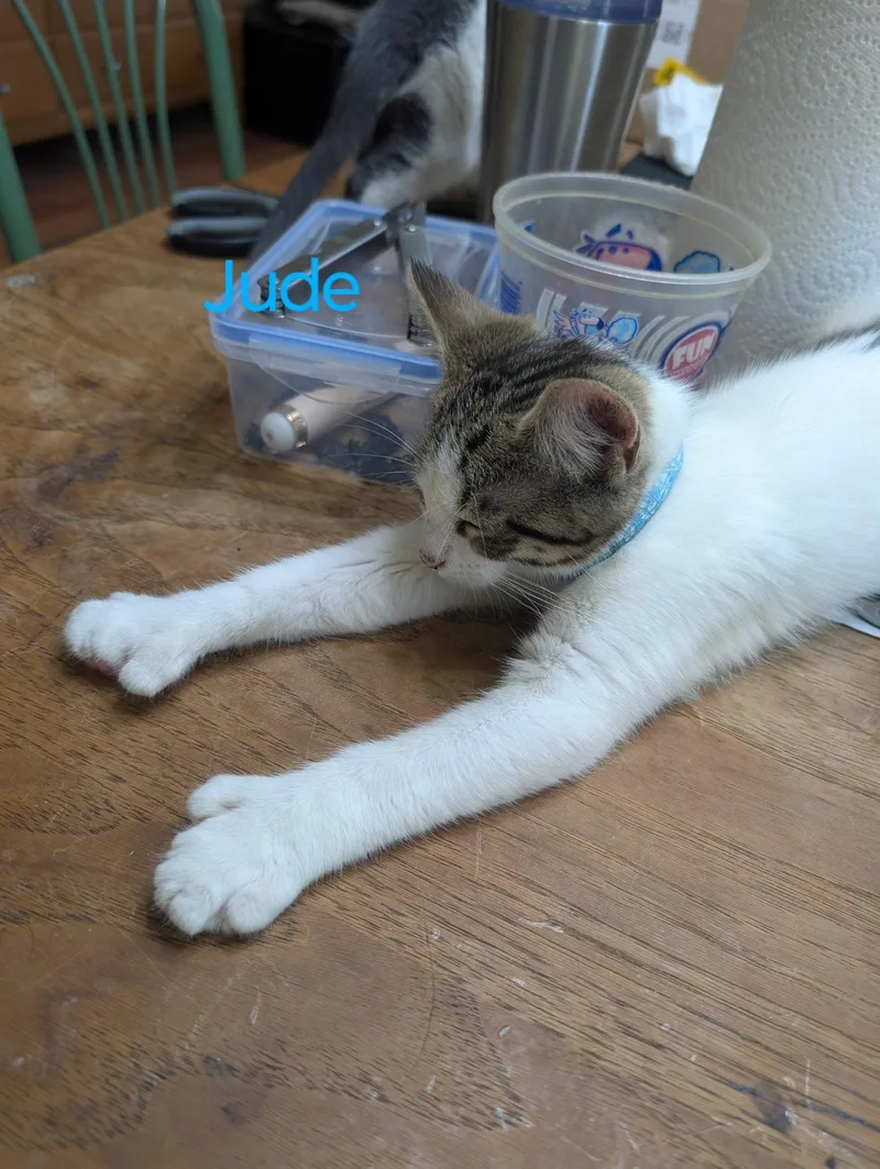 Jude