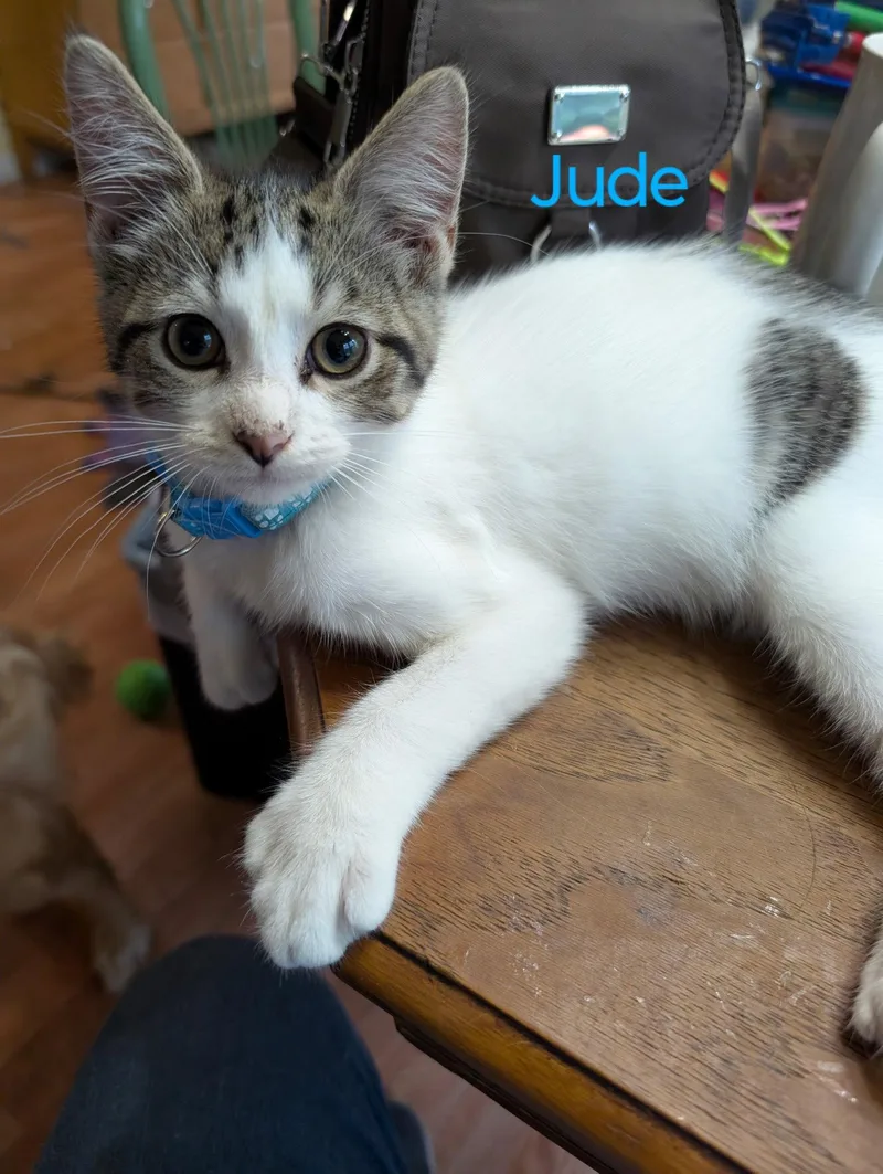 Jude thumbnail 2