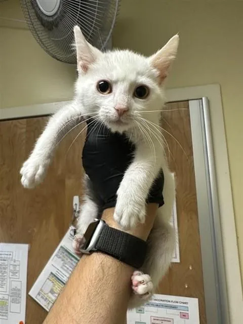 A baby small-sized female Domestic Short Hair cat named Sally for adoption in Sacramento, CA