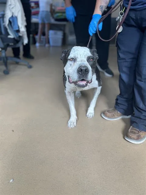 A senior large-sized female Pit Bull Terrier dog named Cookie for adoption in Chula Vista, CA