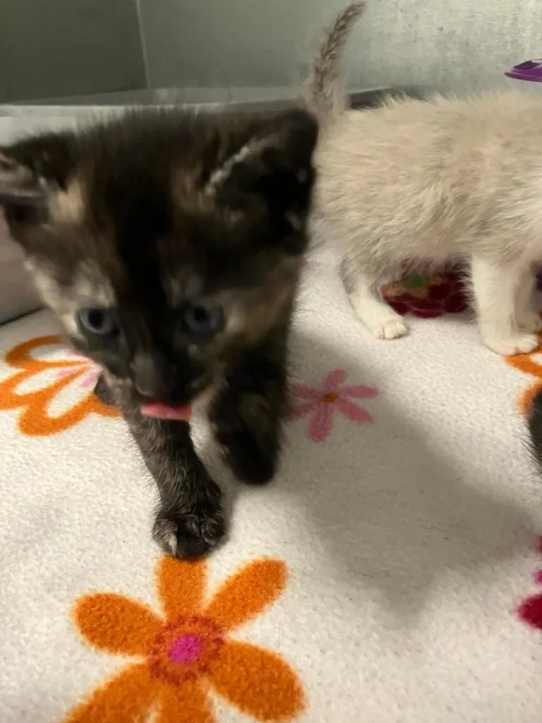 A baby small-sized female Domestic Medium Hair cat named Alani for adoption in Mustang, OK